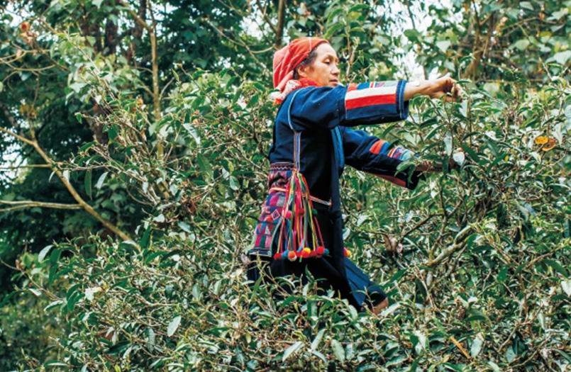 雨林古树茶－山上的布朗族只会原始的手工做茶